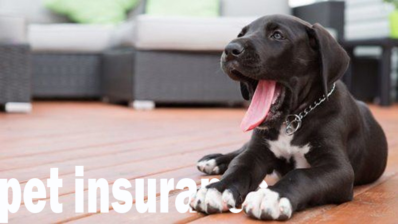 How Purchasing Pet Insurance May Actually Save You Money