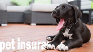 How Purchasing Pet Insurance May Actually Save You Money